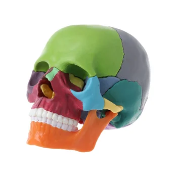 15Pcs / Set череп модел разглобен цвят череп анатомичен модел подвижен инструмент за преподаване