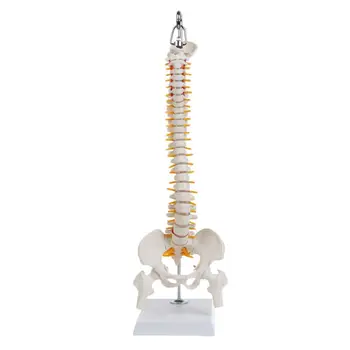 Dropship 45cm Гъвкав човешки гръбначен стълб Вертебрален лумбален анатомичен модел Anato