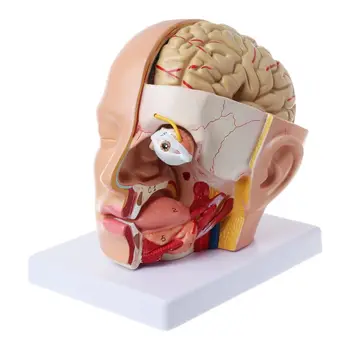 Dropship човешка анатомия за главата череп церебрална артерия анатомичен модел за преподаване