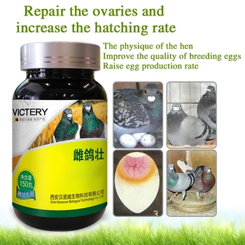 Pigeon Силните продукти за здравеопазване подобряват физиката и производството на яйца на кокошките и подобряват качеството на яйцата за разплод