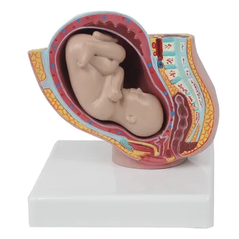 акушерка преподаване модел ембрионално развитие бременност 9 месеца женски таз с 9 месеца фетален модел медицински модел